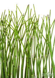 Equisetum Snake Grass1